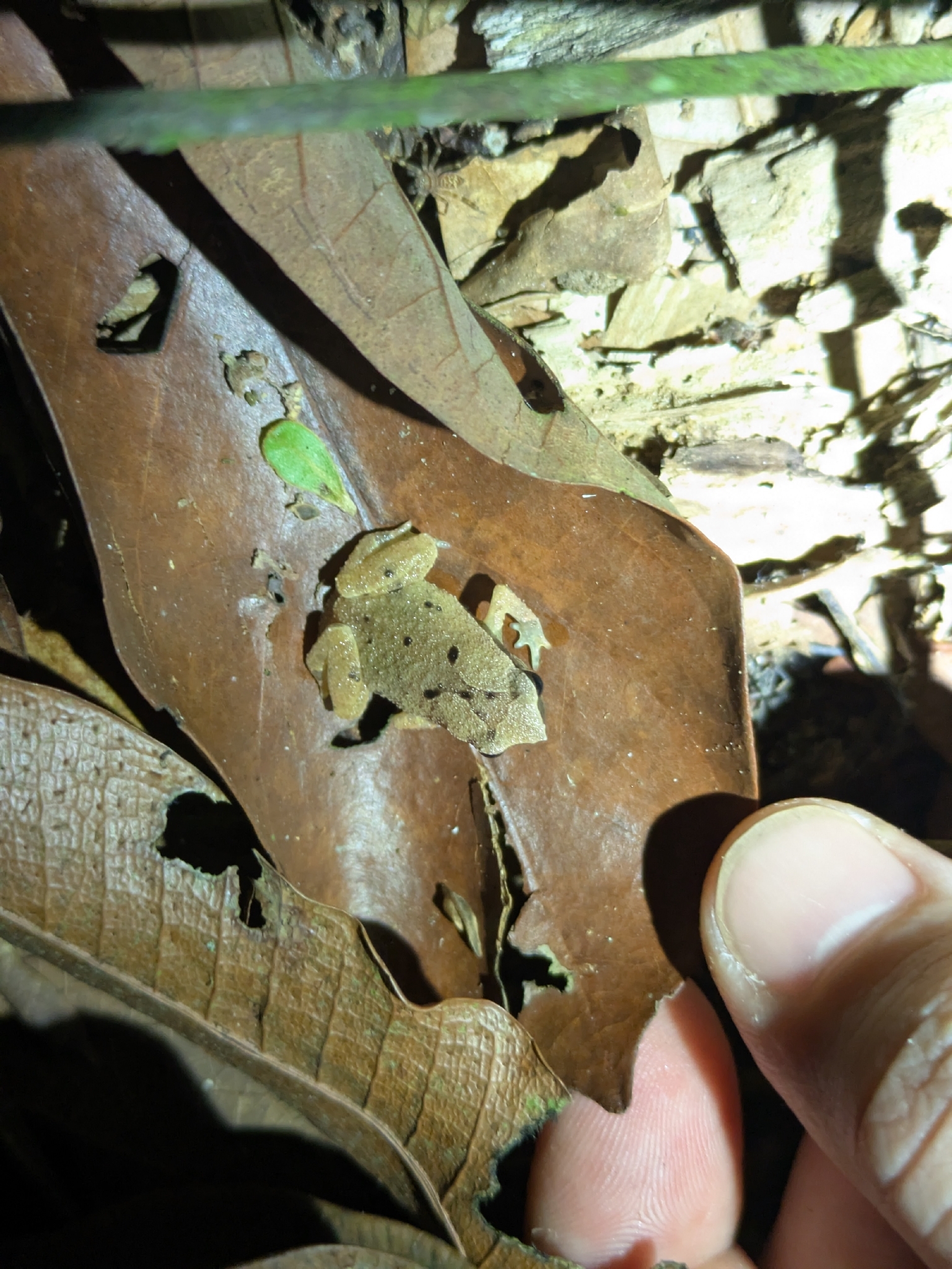 Tioman Sticky Frog photo 4