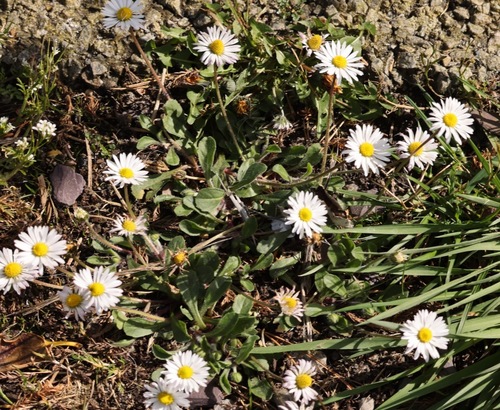Lawn daisy (Bellis perennis)