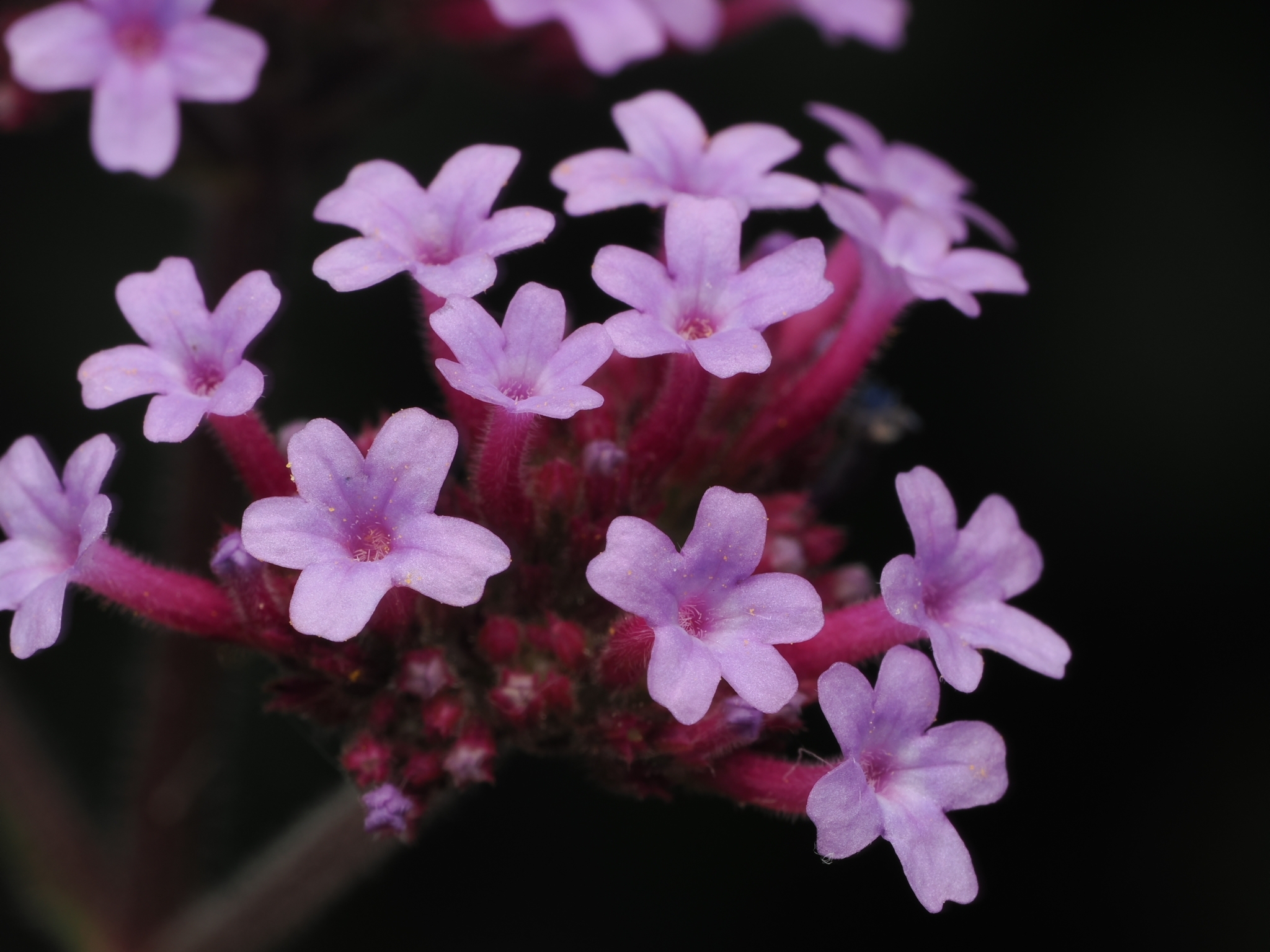 Purpletop Vervain (Verbena bonariensis)