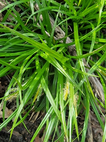 European Woodland Sedge (Carex sylvatica)