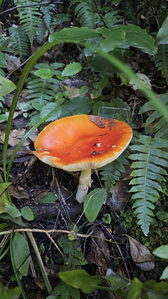 Amanita muscaria · April 2026 · photo: © henryahh (iNaturalist, cc0)