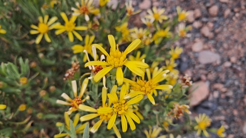 Hertia marocana