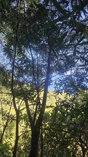 White Maire (Nestegis lanceolata)