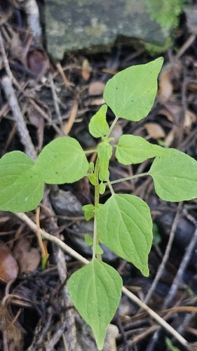 Small-Flower Pellitory (Parietaria debilis)