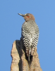 Melanerpes hypopolius