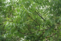 Fraxinus mandshurica