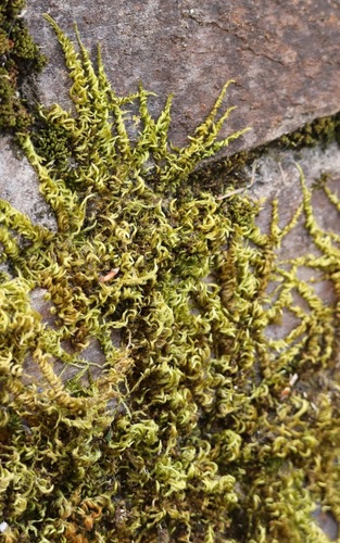 Silky Wall Feather-moss (Homalothecium sericeum)