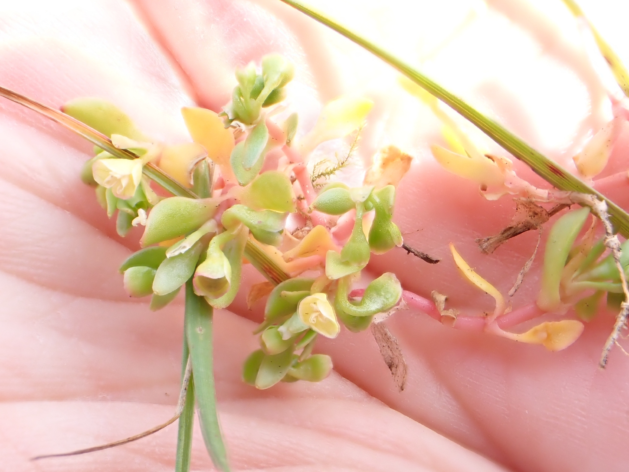 Annual Water Minerslettuce (Montia fontana)