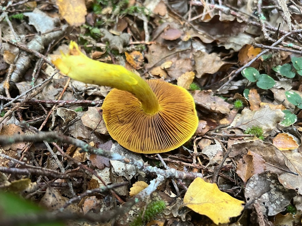 Cortinarius canarius · April 2026 · photo: © hokonui (iNaturalist, cc-by)
