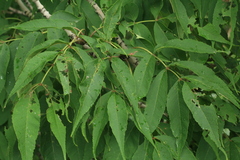 Fraxinus mandshurica