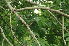Fraxinus mandshurica