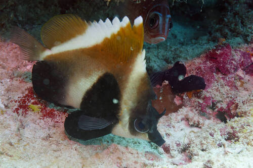 Heniochus pleurotaenia
