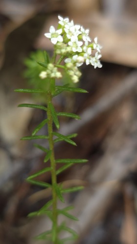 heath platysace (Platysace ericoides)