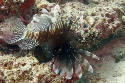 Pterois miles