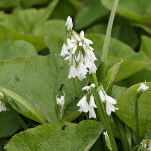 Three-cornered garlic (Allium triquetrum)