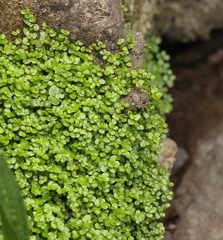 Felsen-fettkraut (Soleirolia soleirolii)