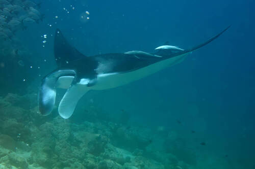 Mobula alfredi