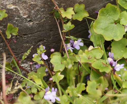 Ivy-leaved toadflax (Cymbalaria muralis)