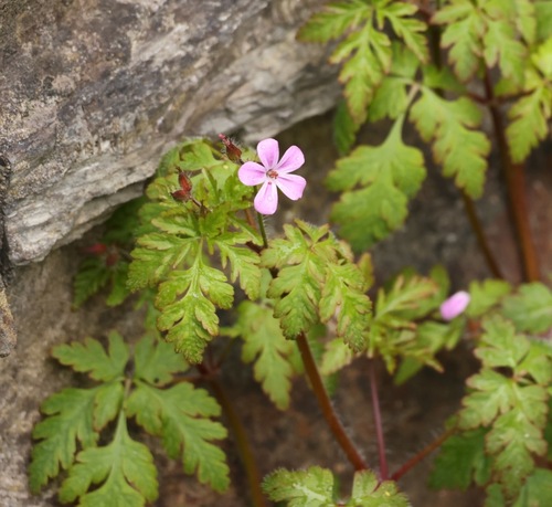Herb Robert (Geranium robertianum)