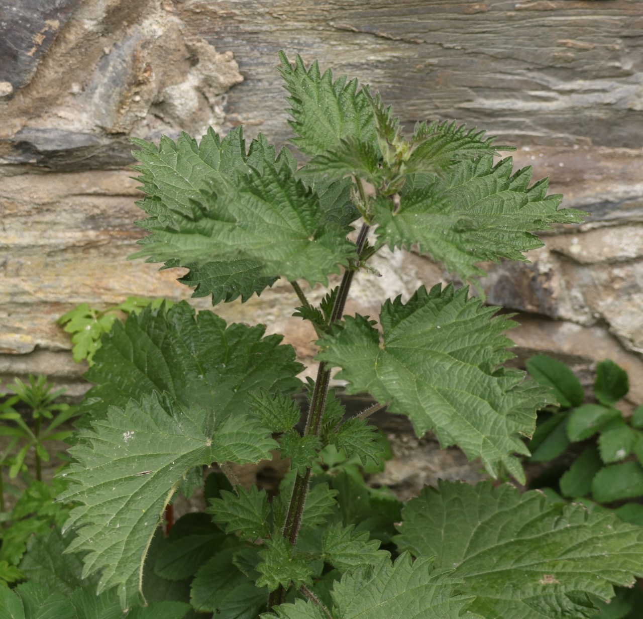 Great Stinging Nettle (Urtica dioica)