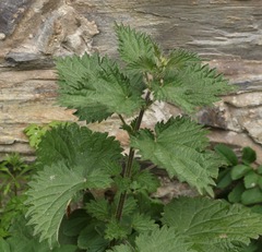 Große Brennnessel (Urtica dioica)