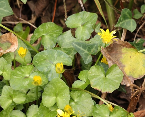 lesser celandine (Ficaria verna)