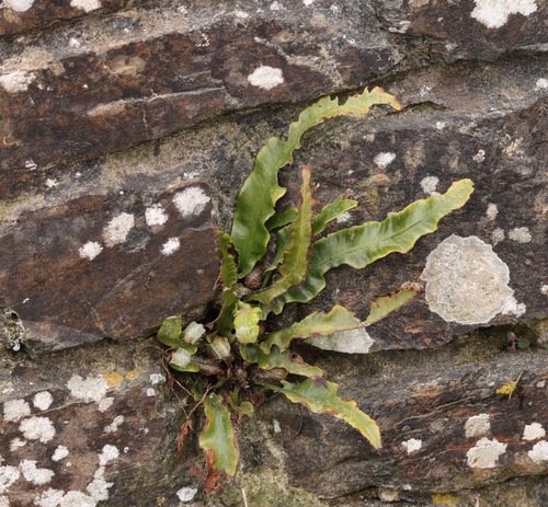 Hart's-tongue fern (Asplenium scolopendrium)