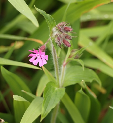red campion (Silene dioica)