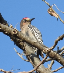 Melanerpes hypopolius