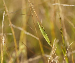 Atractomorpha australis