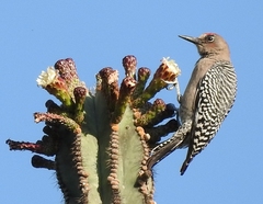 Melanerpes hypopolius
