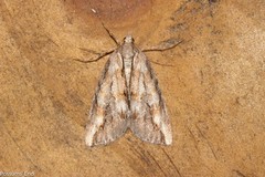 Pseudocoremia lupinata