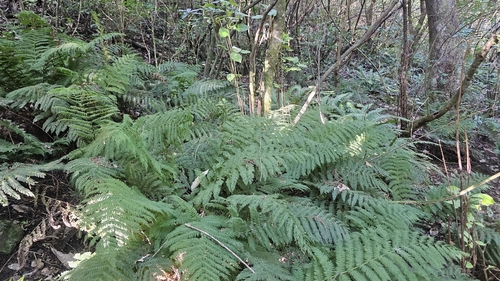 Crepe fern (Leptopteris hymenophylloides)