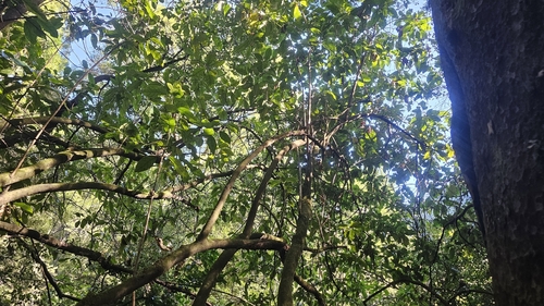 Kanono (Coprosma grandifolia)