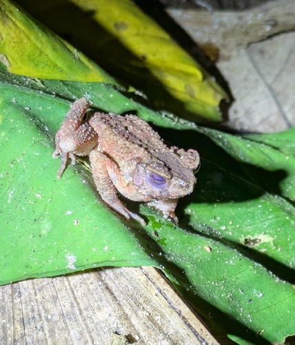 Ingerophrynus parvus observed 2026-04-08