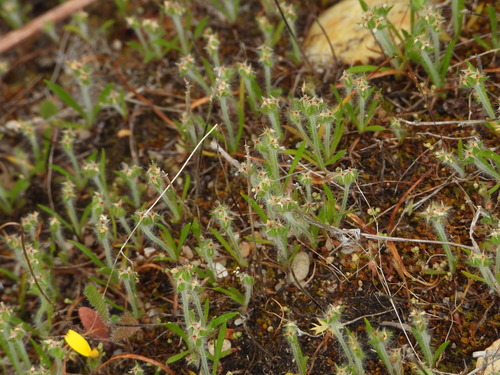 Hairy Plantain (Plantago bellardii)