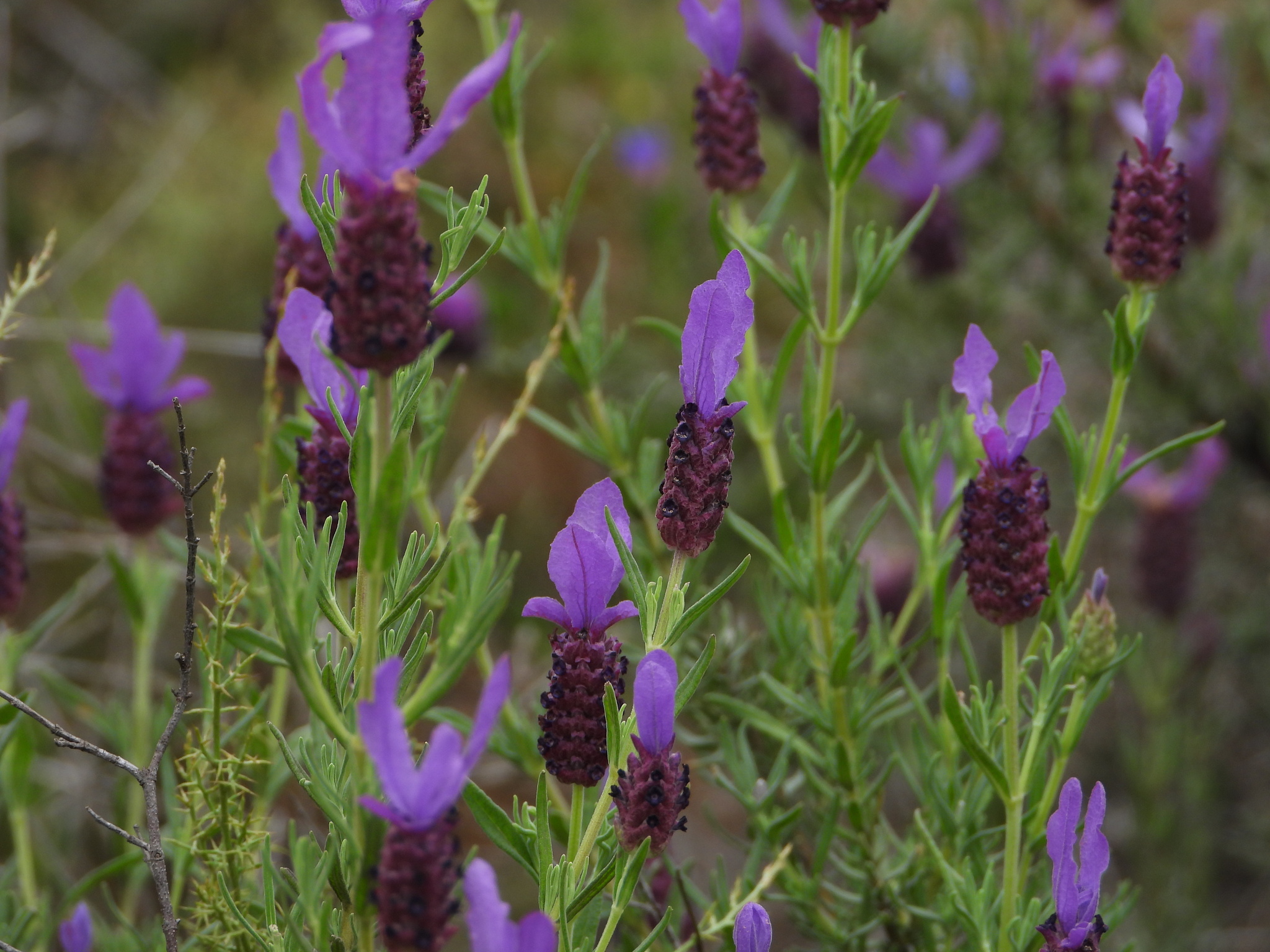 Topped Lavender (Lavandula stoechas)