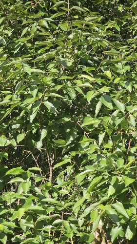 long-leaved lacebark (Hoheria sexstylosa)