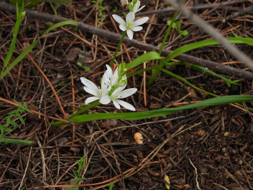 Brotero's Star of Bethlehem (Ornithogalum broteroi)