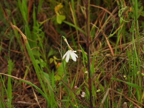 Three-leaved Snowflake (Acis trichophylla)