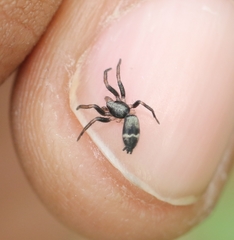 Poecilochroa
