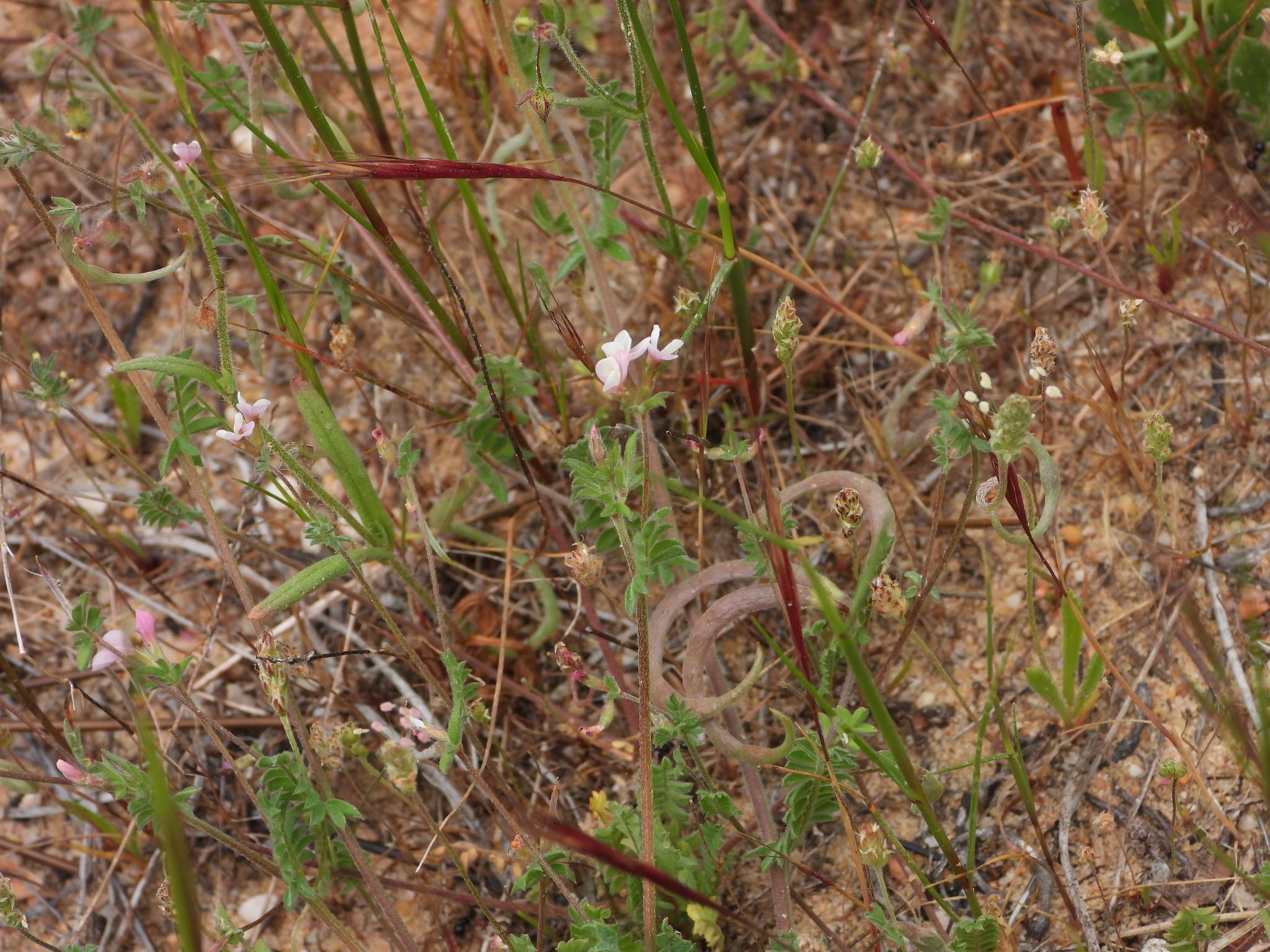 Serradella (Ornithopus sativus)