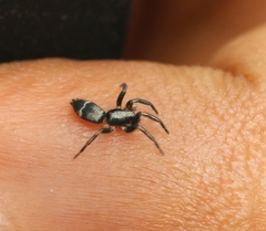 Poecilochroa
