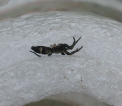 Poecilochroa