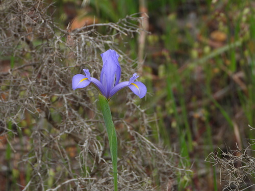 Spanish Iris (Iris xiphium)
