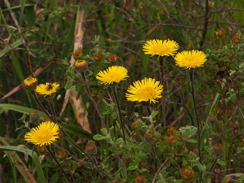 Mediterranean Fleabane (Pulicaria odora)