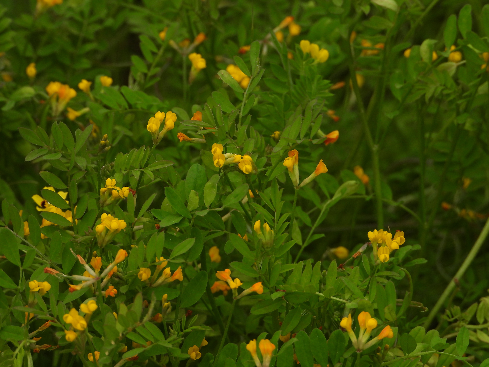 Orange Bird's-Foot (Ornithopus pinnatus)