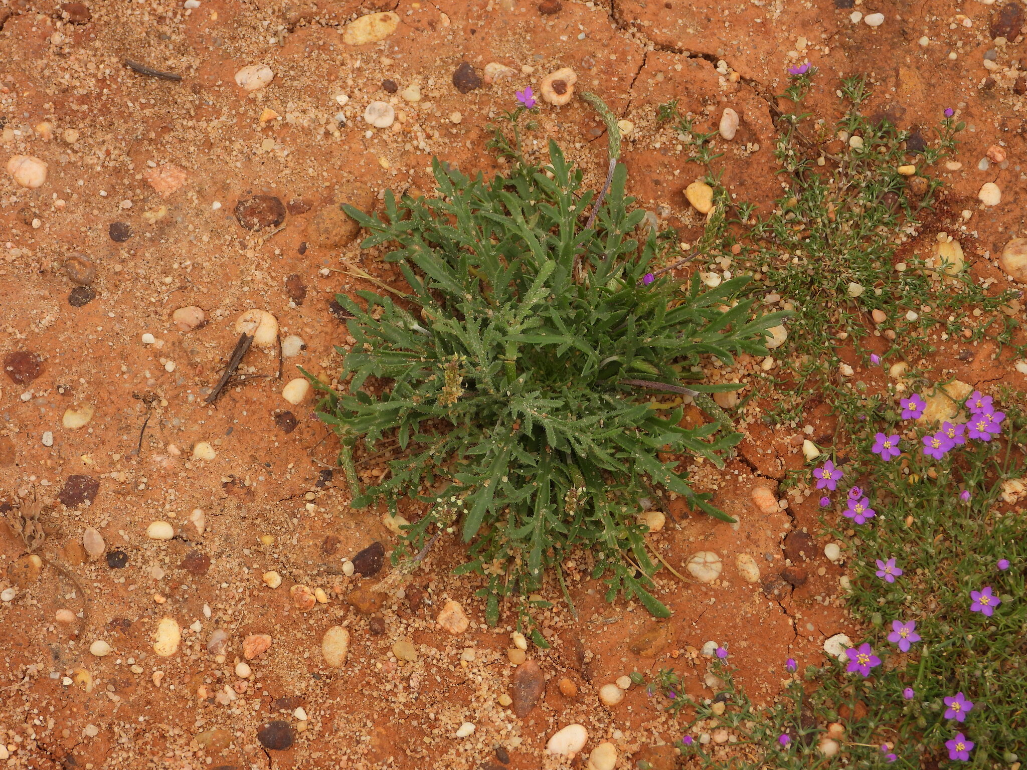 Buckhorn Plantain (Plantago coronopus)