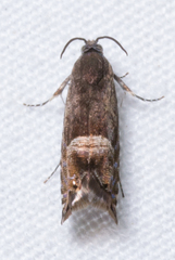 Sereda tautana