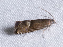 Sereda tautana